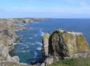 GUILLEMOTS AT STACK ROCKS